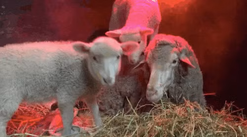 Cuu me bi benh hoi phuc kinh ngac khi gap con