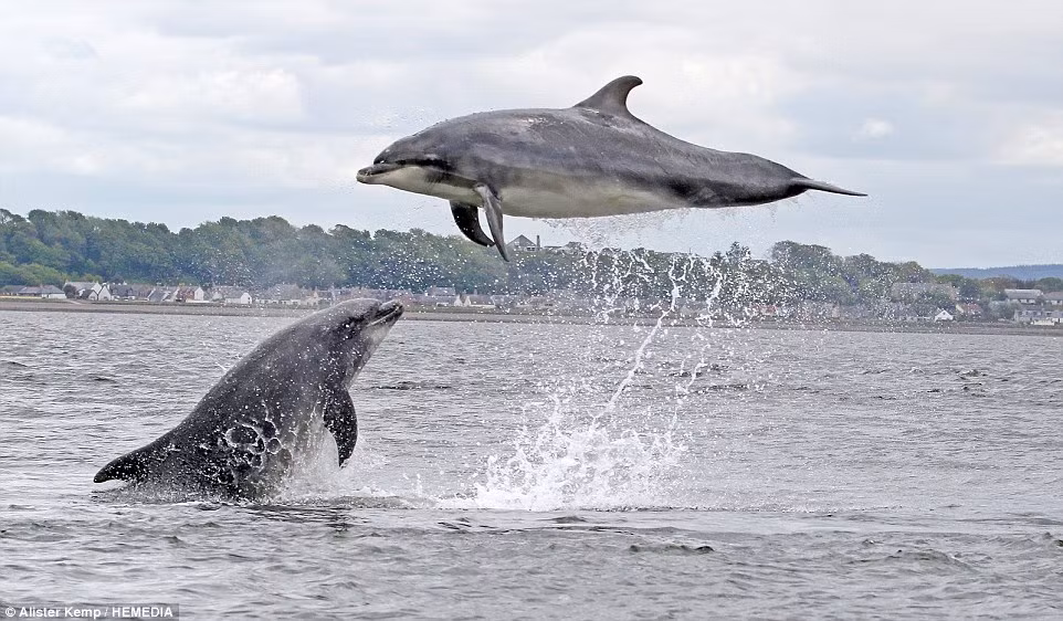 Alister, sống ở gần Evanton và làm việc tại một nhà máy chưng cất của địa phương, thường xuyên ghé thăm Chanonry Point để thử và tìm kiếm những khoảnh khắc độc đáo của đàn cá heo, lần này may mắn đã mỉm cười với anh. Alister chia sẻ: "Tôi bắt đầu chụp ảnh cách đây bảy năm và tôi đến Chanonry Point bất cứ khi nào tôi có thời gian rảnh rỗi... Tôi có hàng trăm bức ảnh cá heo nhưng lần này là tuyệt vời nhất".