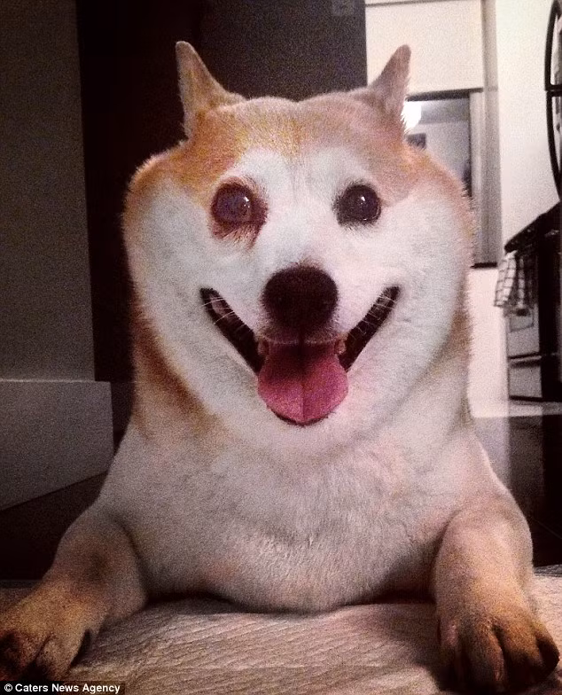 Nếu như Andrew và Ashley xem ti vi mà quên mất Cinnamon, cô chó này sẽ khóc và kêu như một em bé cho đến khi được một trong hai người bế lên, xoa bụng và đặt vào giữa bọn họ. Cinnamon như một em bé của đôi vợ chồng trẻ, liên tục đòi được âu yếm.