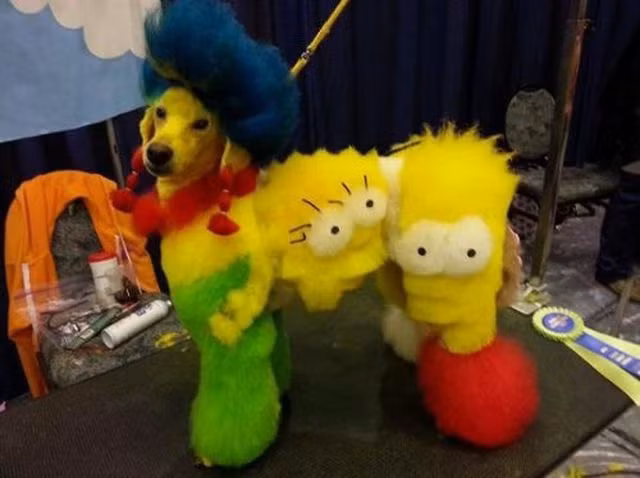 Chủ nhân là fan cuồng của series hoạt hình "Gia đình Simson" nên chú chó này phải chịu số phận khoác lên mình bộ cách màu mè lòe loẹt.