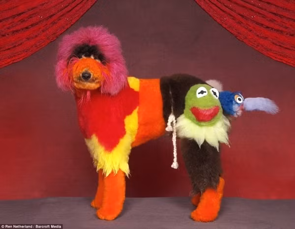 Màu mè và lố bịch bởi màn cắt tỉa, nhuộm lông dị biệt, chú chó này hẳn đã rất buồn rầu vì gu thời trang của chủ nhân.