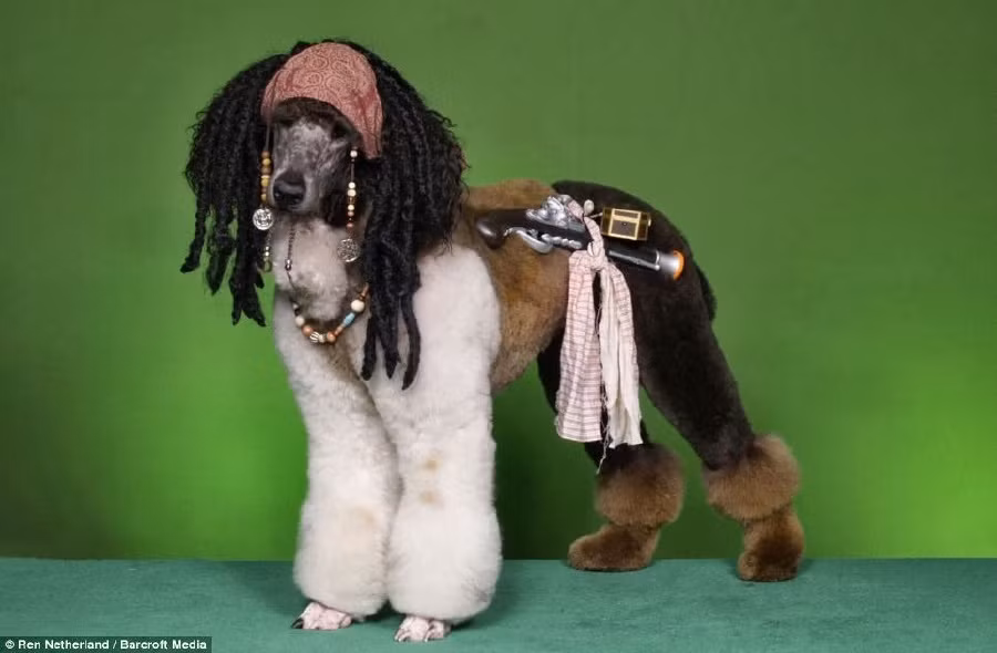 Chú chó này chẳng mấy vui vẻ khi phải hóa thân thành thuyền trưởng con tàu Ngọc trai đen, Jack Sparrow, một cướp biển khét tiếng.