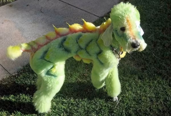 Có lẽ quá ao ước được nhìn thấy kỳ lân, chủ nhân của chú chó này đã "hô biến" nó thành một con kỳ lân giả với bộ cánh kỳ dị gây hoảng sợ cho đồng loại.