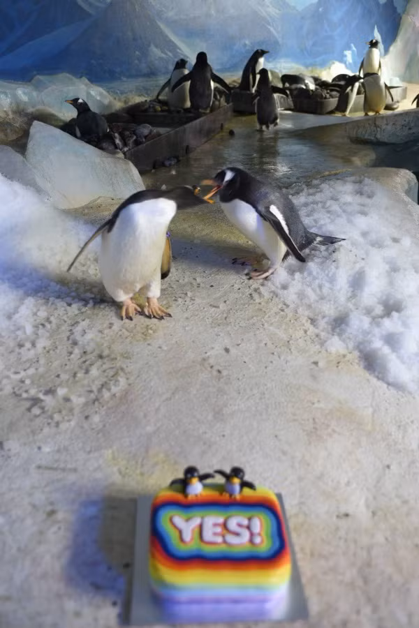 Missy và Penelope là hai nàng chim cánh cụt đồng giới khá nổi tiếng ở một vườn thú tại Ireland. Hai cô nàng có cảm tình với nhau, quấn quít cùng chung sống và cùng ấp một quả trứng nhưng đáng buồn là quả trứng không có khả năng nở.