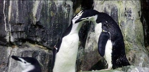 Nói đến cặp chim cánh cụt đồng tính không thể không kể đến cặp chim cánh cụt đồng tính nam nổi tiếng nhất thế giới Roy và Silo. Hai chú chim cánh cụt tại sở thú công viên trung tâm New York phải lòng nhau, cùng chung sống như vợ chồng.