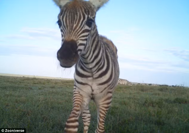 Trong số 1,2 triệu hình ảnh được thu thập có tổng cộng 322.653 loài động vật hoang dã với 40 loài riêng biệt được xác định, bao gồm cả các động vật quý hiếm. Nhưng do số lượng hình ảnh quá nhiều, nên nhóm nghiên cứu đã kêu gọi các tình nguyện viên, kể cả những người không phải nhà khoa học. Hơn cả mong đợi, dự án Snapshot Serengeti đã có 28.000 tình nguyện viên trả lời, giúp phân loại hình ảnh, xác định loài, liệt kê cá thể và mô tả đặc trưng hành vi.