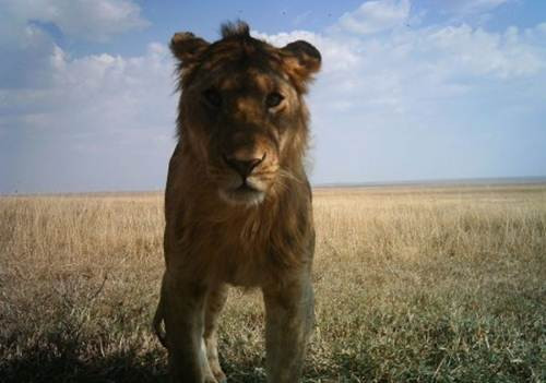 Sư tử giương mình trước ống kính.