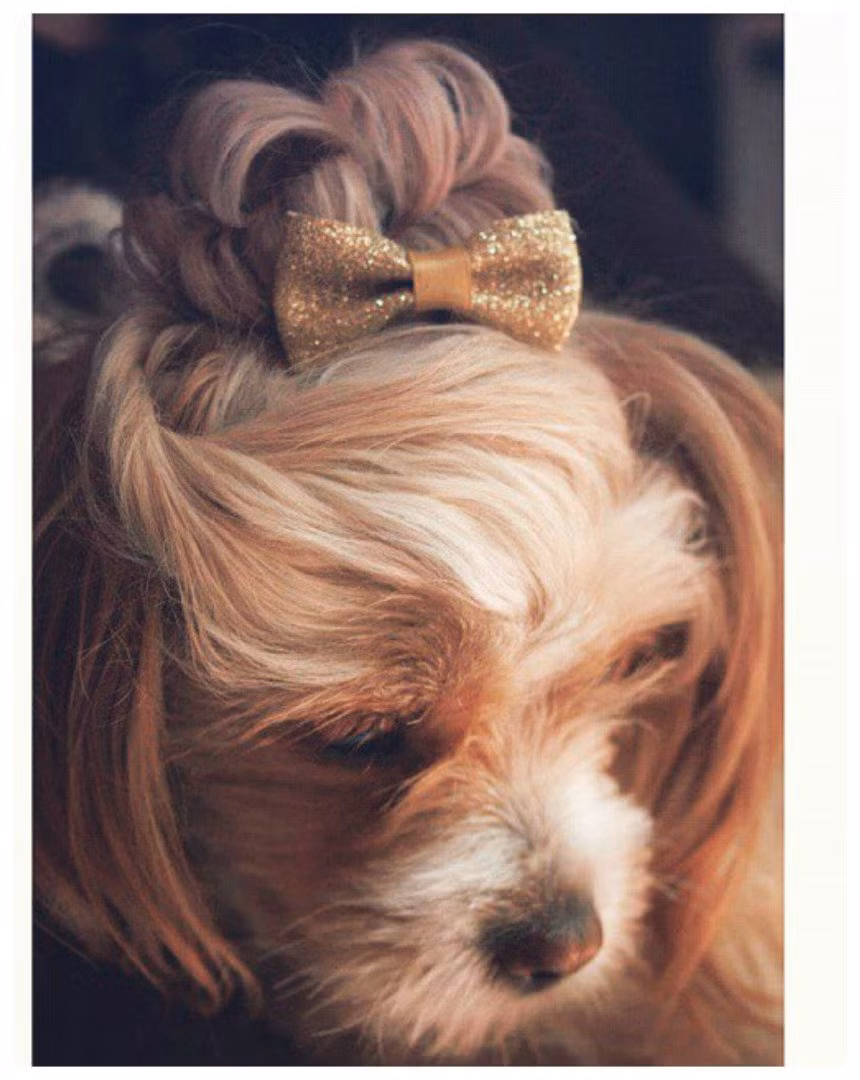 Tóc búi sang chảnh dành cho quý cô kiêu kỳ.