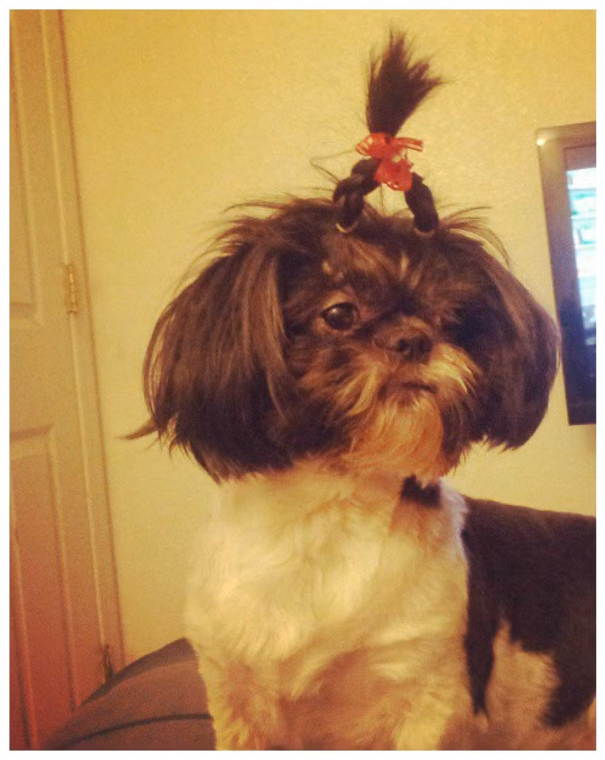 Tóc ngắn cột thành sừng vừa ngỗ nghịch vừa đáng yêu.