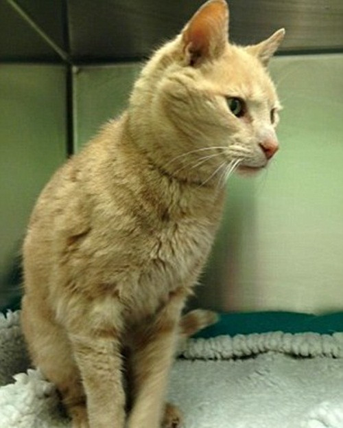 Sau đó, con mèo lưu lại trong một bệnh viện thú y ở London vào năm 2004 trước khi xuất hiện đầy bí ẩn ở Armagh, New Ireland.