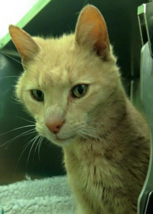 Vi mạch không có thông tin liên lạc với chủ của Ozzie nhưng sau khi thông tin về chú mèo này được đăng tải, chủ nhân của Ozzie đã liên lạc với các nhân viên cứu hộ và cho biết tên thật của chú mèo này là Tigger.