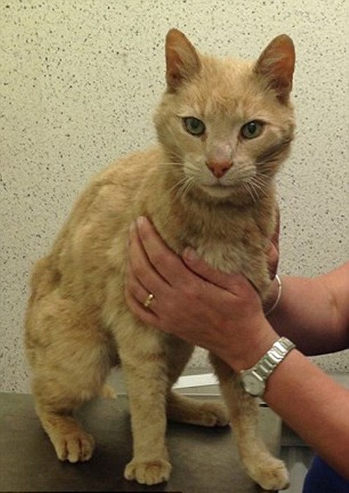 Các tình nguyện viên tại nơi tạm trú của Ozzie đã hoàn toàn bối rối bởi những dữ liệu này, trong đó cho thấy Ozzie được sinh ra vào năm 1989, gắn vi mạch ở Sydney vào năm 2000.