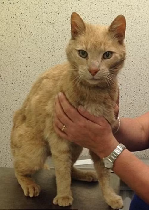 Các tình nguyện viên tại nơi tạm trú của Ozzie đã hoàn toàn bối rối bởi những dữ liệu này, trong đó cho thấy Ozzie được sinh ra vào năm 1989, gắn vi mạch ở Sydney vào năm 2000.