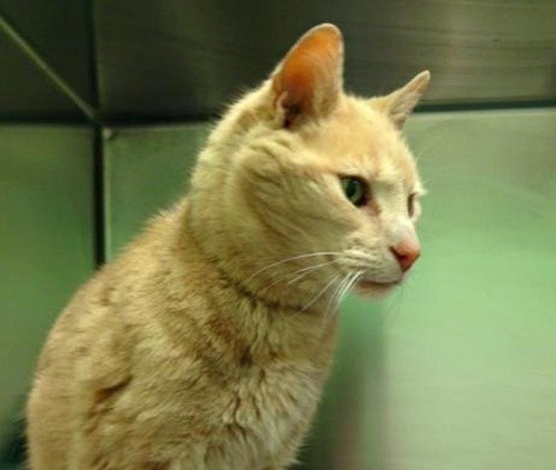 Một microchip có gắn trong cơ thể của Ozzie tiết lộ một sự kinh ngạc, Ozzie đã 25 tuổi và đến từ Australia, nơi cách địa điểm nhân viên cứu hộ tìm thấy Ozzie khoảng 18.000km.