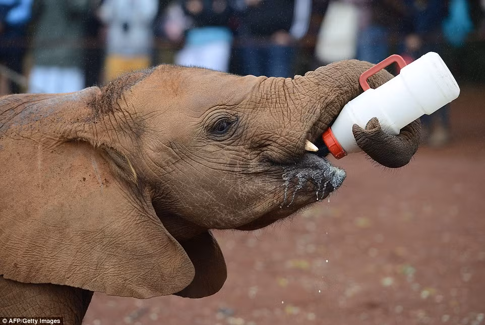 Không có mẹ thì tự bú bình cũng không thành vấn đề.