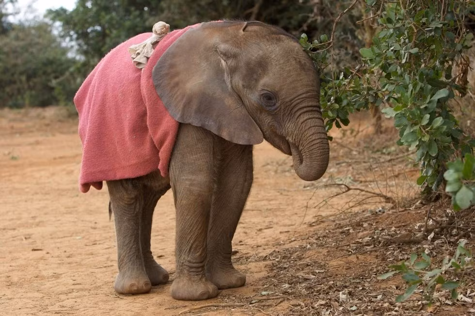 Các nhân viên chăm sóc những chú voi con mồ côi hoặc được tách mẹ từ bé đã chụp lại được những khoảnh khắc voi con tự bú vòi của chính mình cực đáng yêu và cũng rất cảm động.