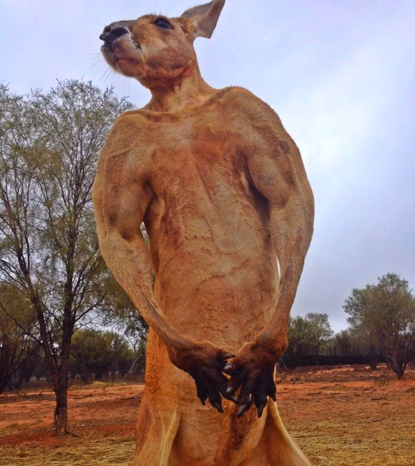 Những hình ảnh Roger phô trương cơ bắp tuổi trưởng thành của mình được các nhân viên khu bảo tồn chụp lại và chia sẻ trên trang mạng xã hội nhận được rất nhiều sự chú ý bởi sự đáng yêu của nó.