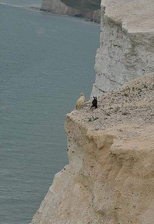 Cảnh tượng kinh hoàng xảy ra khi một trong hai con cừu non hoảng sợ, mất thăng bằng, trượt chân khỏi mép vách đá và rơi thẳng xuống nước và chết.