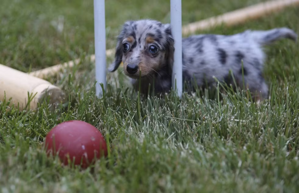 Với thân hình tý hon và đôi mắt buồn long lanh nước, bất cứ trái tim nào cũng tan chảy khi nhìn vào, chú chó này rất biết tận dụng điểm yếu về kích thước của mình để gây sự chú ý.