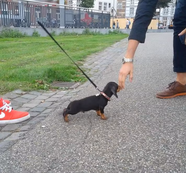 Vừa lùn, vừa nhỏ, chú chó lưng dài này là tâm điểm khi đi được chủ dẫn đi dạo.