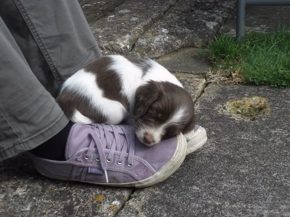 Nhỉnh hơn đôi giày của chủ nhân một chút, chú chó này tận hưởng giấc ngủ say với chiếc "đệm di động" siêu tiện lợi.