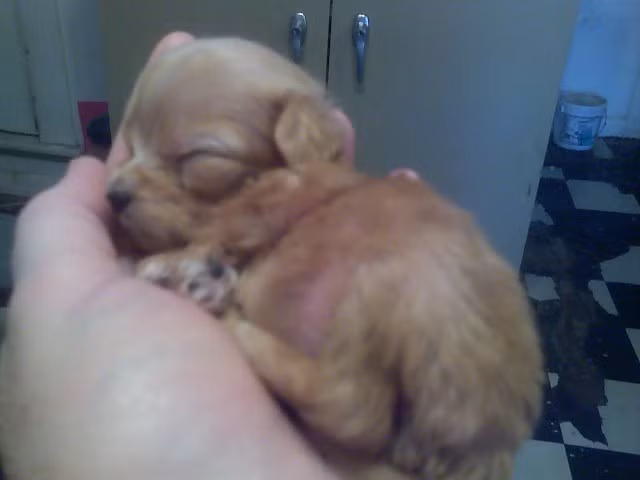 Nằm gọn trong lòng bàn tay con người, chú chó này quả thực khiến người ta yêu thương.