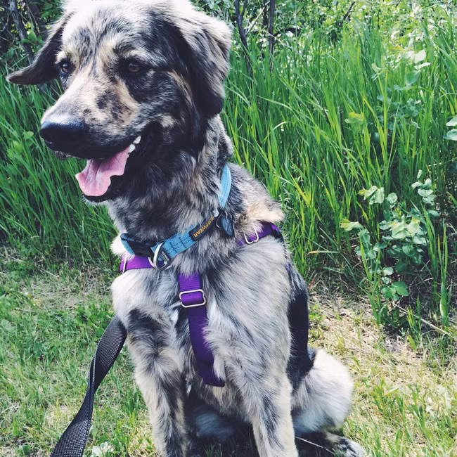 Đốm vàng đen xen lẫn xám, một sự kết hợp "vô tổ chức" nhưng lại cực kỳ hút mắt.