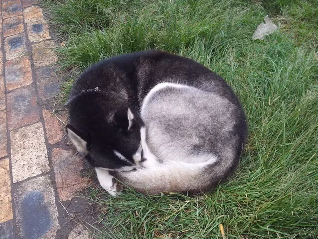 Một số thú cưng có bộ lông không kém phần độc đáo khác: