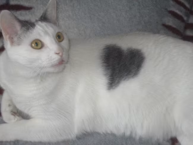 Họa tiết trái tim từng khiến bà hoàng thời trang Victoria Beckham điên đảo? Con mèo này thậm chí sở hữu "bộ cánh" này trước khi họa tiết trái tim làm mưa làm gió trên các sàn diễn thời trang thế giới.