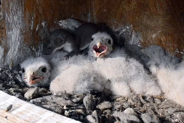 Trong những ngày trú ngụ trong tổ chim ưng, chú chồn con này rất cảnh giác. Lợi dụng kiến thức nông cạn của bầy chim ưng con, những kẻ không hề biết chồn là con mồi của mình, chú chồn con rúc sâu dưới lớp lông của bầy chim nhỏ mỗi khi chim mẹ tha mồi về tổ và bón mớm cho đàn con.