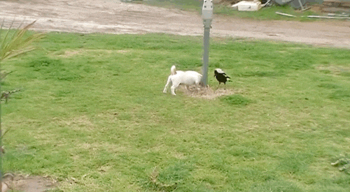 Cùng tranh nhau đồ chơi là một chiếc kẹp quần áo của chim ác là. Chú chó này nhanh chóng tha chiếc kẹp quần áo của bạn chim và nhất quyết không chịu trả lại.