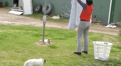 Tuy nhiên sau khi tranh nhau chán chê, con chim ác là đã tìm thấy đồ chơi mới. Tình bạn của chó và chim ác là vẫn tiếp tục với những lần "ẩu đả" tiếp theo.