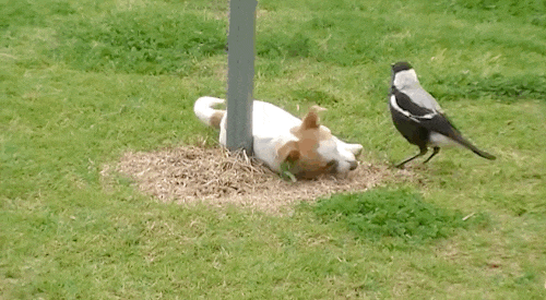 Chim ác là không phải dạng vừa, liên tục đòi lại đồ chơi của mình.