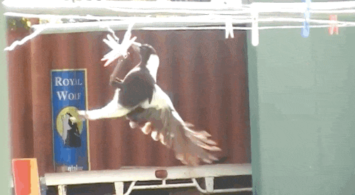 Tình bạn này rất đặc biệt vì bình thường chim ác là sẽ tránh xa những động vật nuôi vì có thể khiến nó bị tổn thương. Chúng rất thông minh và có thể rất hung dữ trong mùa sinh sản. Những con đực thường xuyên tấn công người đi bộ và người đi xe đạp.