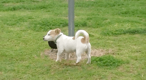 Thi thoảng, chim ác là trêu tức bạn chó bằng một cú mổ bất ngờ.