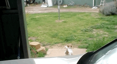 Một con bay, một con chạy, chúng chơi không biết mệt.