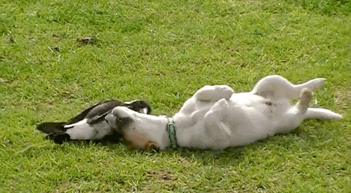 Tình bạn động vật không phải hiếm tuy nhiên tình bạn khác loài vẫn gây chú ý bởi sự thú vị. Chưa rõ con chim ác là này là vật nuôi hay một con chim hoang dã nhưng nó rất thân thiện với một chú chó cưng của một gia đình nơi đây. Hai con vật thường xuyên vật lộn, trêu đùa nhau,