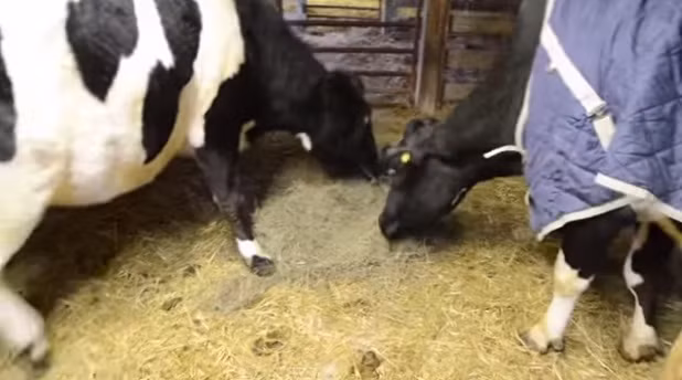 Sau khi chia sẻ bữa ăn với Tricia, đến tối, hai con bò mù đã nép vào nhau, nương tựa và nhau để ngủ.