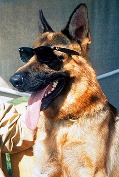 Chú chó giàu nhất thế giới Alsatian Gunther IV. Alsatian được thừa kế khối tài sản 372 triệu USD từ cha mình (chú chó Gunther III). Được biết, khi qua đời vào năm 1991, nữ bá tước người Áo Karlotta Liebenstein để lại món tài sản khổng lồ trị giá 71 triệu USD cho chó cưng của bà là Gunther III. Sau khi Gunhter III chết, số gia sản này sẽ được để lại cho con nó là Gunther IV. Cuộc sống của Alsatian xa hoa, hoang phí như một tay chơi đích thực.