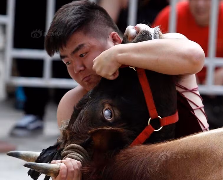 Võ sĩ gồng mình bẻ sừng bò tót.