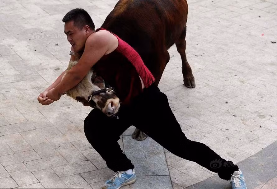 Những người tham gia vào trận tỷ thí sẽ phải dùng hết sức mạnh trai tráng của mình, bởi để khuất phục được con bò đối thủ mà không được hỗ trỡ bất cứ một công cụ nào, những võ sĩ sẽ không được lơ là một giây, không được phép thả lỏng cho đến khi chiến thắng.