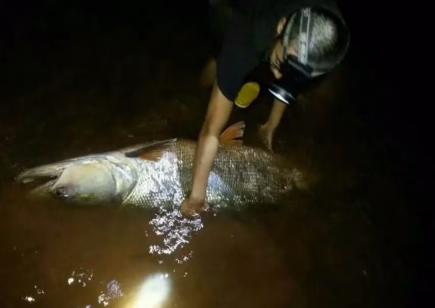 Cá măng là một loài cá ăn thịt hung dữ, nó thậm chí còn ăn cá con của mình. Loài cá này sống chủ yếu ở sông Dương Tử, Trung Quốc, thường dài không quá nửa mét.