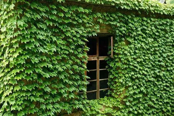 Tường nhà được bao phủ bởi những dây leo chằng chịt, cảnh quan lạ thường tưởng chừng như nhân tạo nhưng đây là một tác phẩm nghệ thuật của mẹ thiên nhiên.