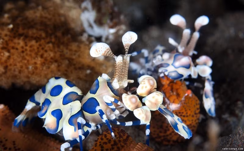 Bên cạnh đó, các sinh vật biển có thể di chuyển khiến công việc nhiếp ảnh mất nhiều thời gian hơn, gặp nguy hiểm nhưng nhiếp ảnh gia dưới nước Colin Marshall vẫn cố gắng đem tới người xem những hình ảnh sống động, sắc nét nhất.