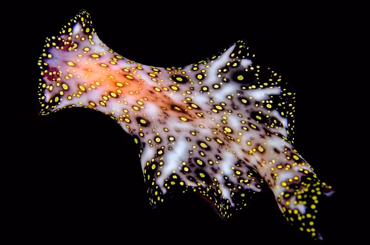 Mặc dù yêu nhiếp ảnh và việc lặn nhưng nhiếp ảnh gia cũng phải thừa nhận rằng đam mê chụp vẻ đẹp dưới lòng đại dương của mình khá nguy hiểm, thậm chí đầy rủi ro, có thể trả giá bằng sinh mạng nếu xảy ra sơ suất.