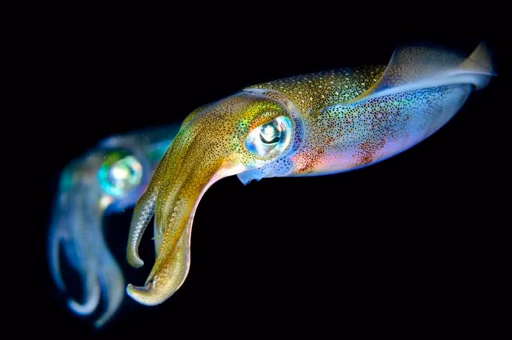 Những "người mẫu" của nhiếp ảnh gia Colin thường rất đẹp và rực rỡ, tuy nhiên, cũng xứng với danh xưng quái vật biển sâu, chúng tàn nhẫn, bạo lực và rất dữ tợn. Cùng với màu sắc nổi bật, không nghi ngờ rằng rất có thể dưới vẻ đẹp mỹ miều kia là những độc tố gây chết người trong chốc lát.