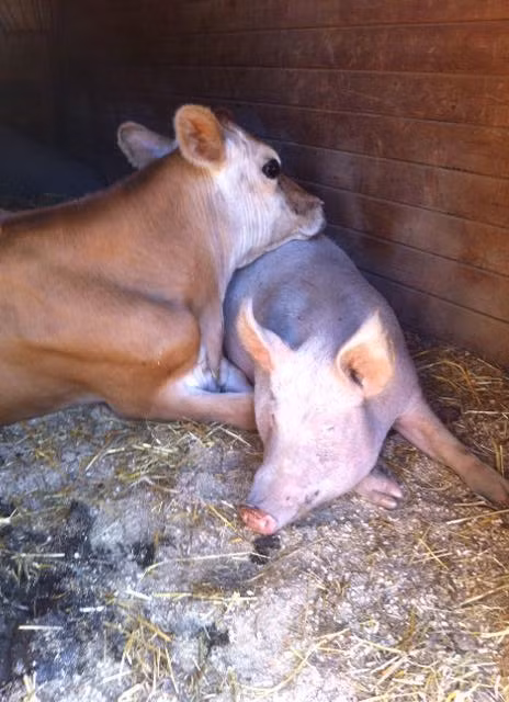 Cả đến khi nghỉ ngơi Desi và Lucy cũng vẫn rất quấn quít.