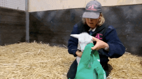 Tại trại giải cứu, hỗ trợ động vật Edgar's Mission ở Australia, có một nàng cừu cực kỳ yếu ớt nhưng cũng là một trong những động vật có cuộc sống nghị lực phi thường nhất, đó là Soda Pop, tưởng chừng con vật đã ở ngưỡng cửa tử thần khi nó bị ốm không nhấc được đầu lên, còn đôi chân thì quá yếu ớt để có thể đứng.