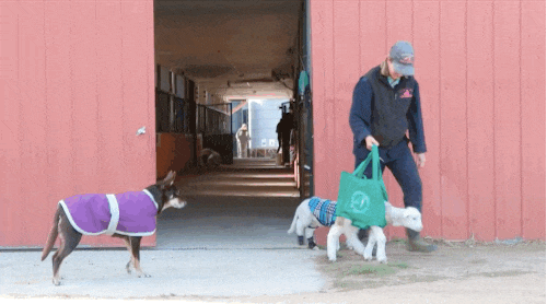 Các nhân viên cứu hộ vỡ òa trong hạnh phúc khi Soda Pop bắt đầu chạy.