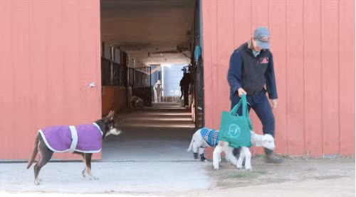 Các nhân viên cứu hộ vỡ òa trong hạnh phúc khi Soda Pop bắt đầu chạy.